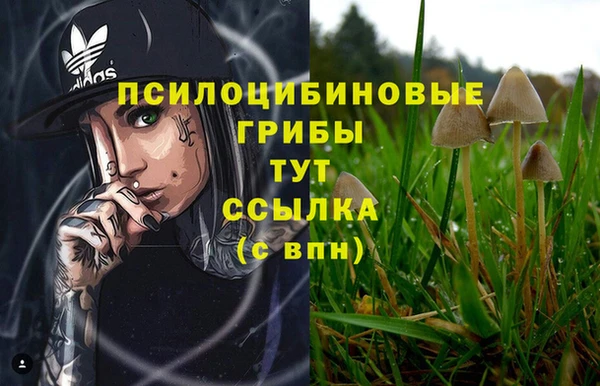 молекула духа Арсеньев